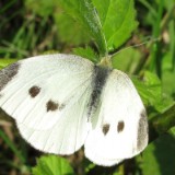 1009F 047 Goeppingen-PB